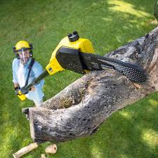 Why Choose Our Tree Removal Services in Wilson Conococheague, MD?