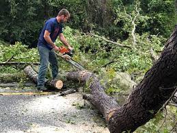 Best Emergency Tree Removal  in Wilson Conococheague, MD